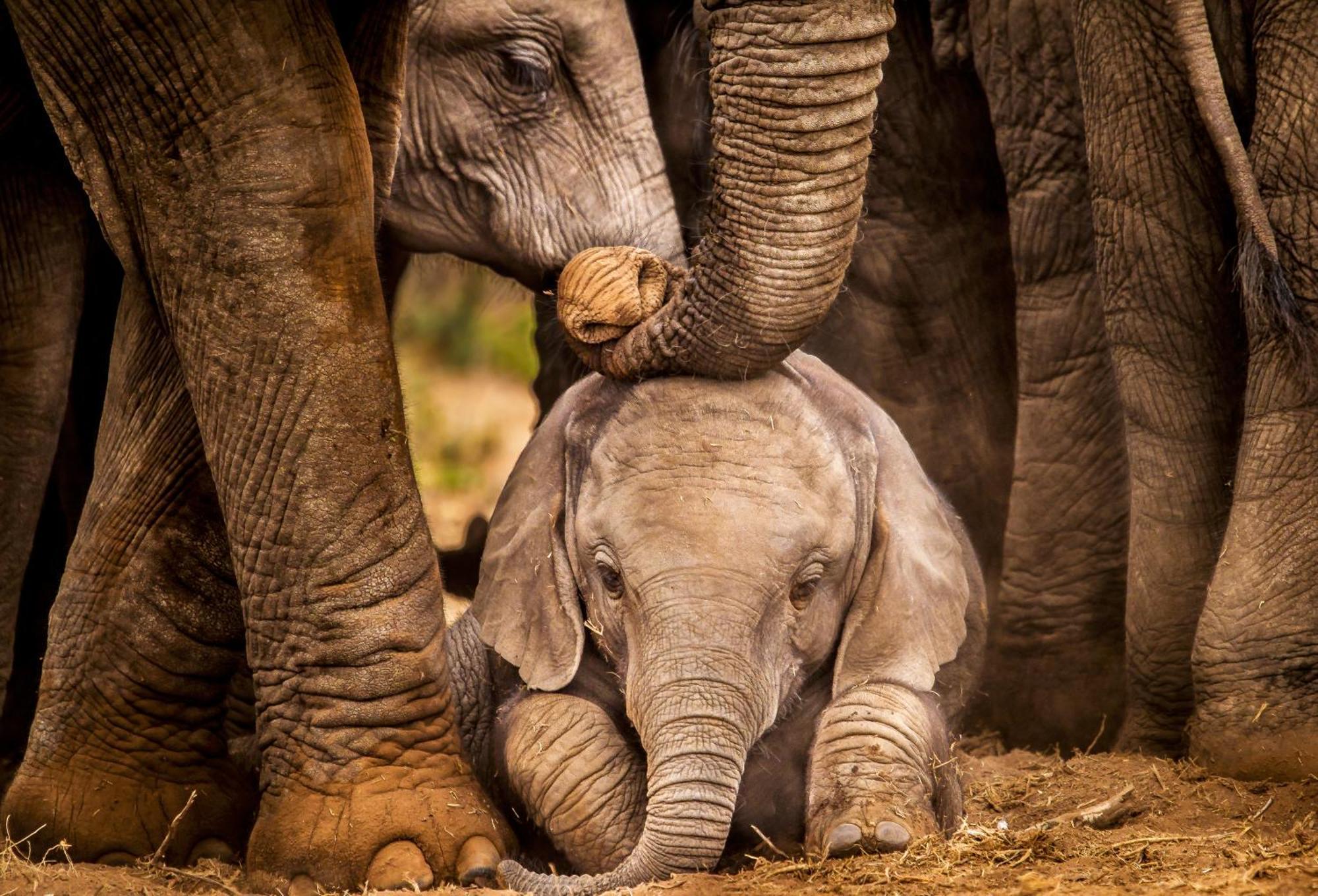 Lodge Elephant *