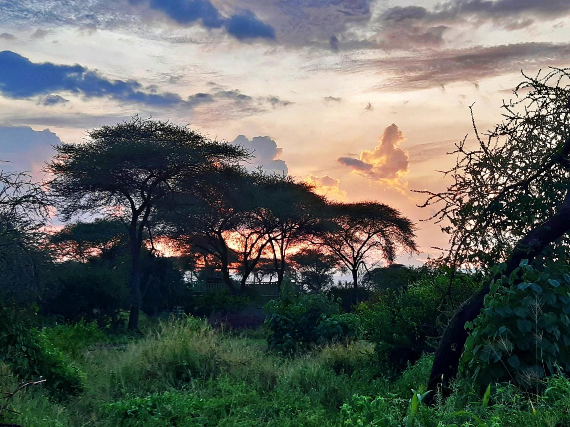Elephant * Kwa Kuchinia